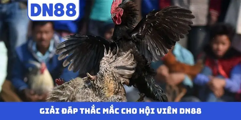 Giải đáp thắc mắc cho hội viên DN88